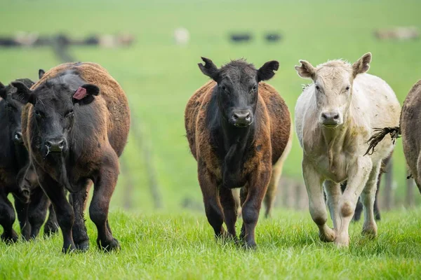 Close Stud Beef Bulls Cows Calves Grazing Grass Field Australia — Stock Photo, Image