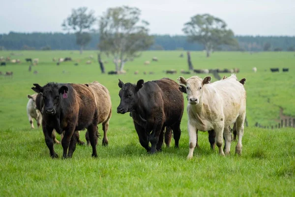 Close Touros Stud Beef Vacas Bezerros Pastando Grama Campo Austrália — Fotografia de Stock