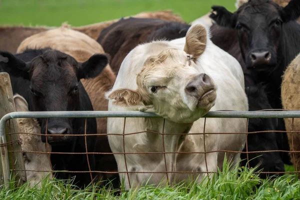 Крупный План Стад Говядины Быков Коров Телят Пасущихся Траве Поле — стоковое фото