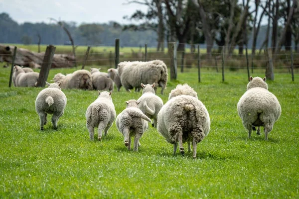 Merino Pecore Pascolo Mangiare Erba Nuova Zelanda Australia — Foto Stock