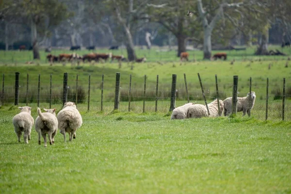 Merino Schafe Weiden Und Fressen Gras Neuseeland Und Australien — Stockfoto