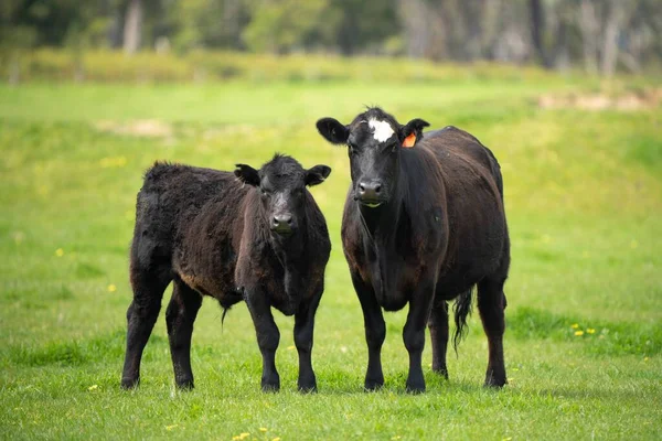 Beef Cows Calves Grazing Grass Australia Eating Hay Silage Breeds — Stock Photo, Image