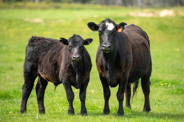Vaches Veaux Boucherie Paissant Sur Herbe Australie Manger Foin Ensilage — Photo