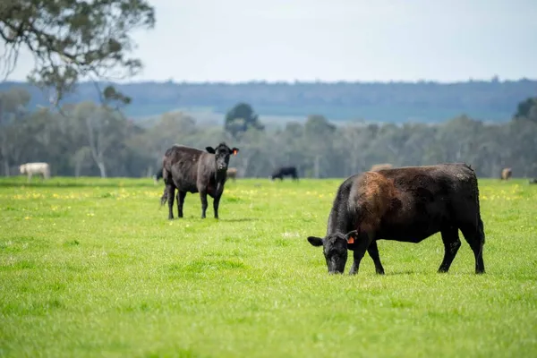 Vacas Bezerros Pastando Grama Austrália Comer Feno Silagem Raças Incluem — Fotografia de Stock