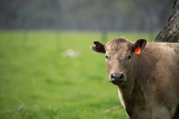 Vacas Bezerros Pastando Grama Austrália Comer Feno Silagem Raças Incluem — Fotografia de Stock