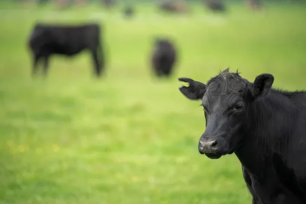 Beef cows and calves grazing on grass in Australia. Eating hay and silage. breeds include speckled park, murray grey, angus, brangus and dairy cows.