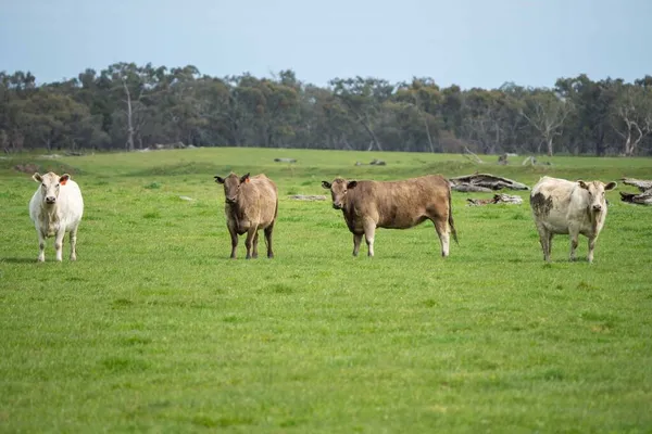 オーストラリアでは牛や子牛の放牧が行われています 干し草とサイレージを食べる 品種には 斑点のある公園 マレーグレー アンガス ブランガス 酪農牛などがあります — ストック写真