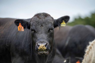 Avustralya 'da bir tarlada otlayan damızlık sığır, inek ve buzağılara yakın bir yerde. Sığır türleri arasında benekli park, Murray Grey, Angus, Brangus ve wagyu 'nun tahıl ve buğday yemesi bulunmaktadır..