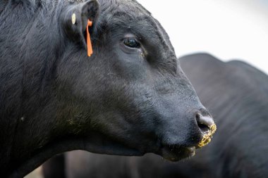 Avustralya 'da bir tarlada otlayan damızlık sığır, inek ve buzağılara yakın bir yerde. Sığır türleri arasında benekli park, Murray Grey, Angus, Brangus ve wagyu 'nun tahıl ve buğday yemesi bulunmaktadır..