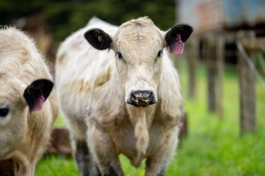Avustralya 'da bir tarlada otlayan damızlık sığır, inek ve buzağılara yakın bir yerde. Sığır türleri arasında benekli park, Murray Grey, Angus, Brangus ve wagyu 'nun tahıl ve buğday yemesi bulunmaktadır..