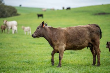 Avustralya 'da bir tarlada otlayan damızlık sığır ve sığırların yakınına. saman ve tohum yiyorlar. Türleri arasında benekli park, Murray Grey, Angus, Brangus ve Wagyu bulunur..