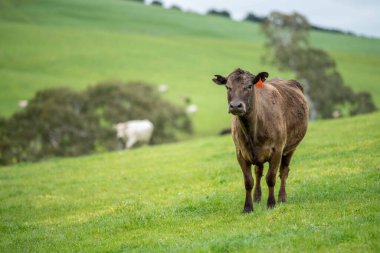 Avustralya 'da bir tarlada otlayan damızlık sığır ve sığırların yakınına. saman ve tohum yiyorlar. Türleri arasında benekli park, Murray Grey, Angus, Brangus ve Wagyu bulunur..