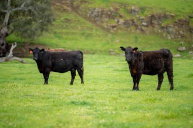 Avustralya 'da bir tarlada otlayan damızlık sığır ve sığırların yakınına. saman ve tohum yiyorlar. Türleri arasında benekli park, Murray Grey, Angus, Brangus ve Wagyu bulunur..