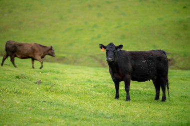 Close up of Stud Beef bulls and cows grazing on grass in a field, in Australia. eating hay and silage. breeds include speckled park, murray grey, angus, brangus and wagyu. clipart