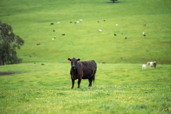 Primer Plano Los Toros Stud Beef Las Vacas Que Pastan —  Fotos de Stock