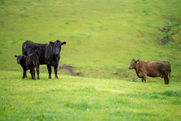 Gros Plan Taureaux Vaches Boucherie Broutant Herbe Dans Champ Australie — Photo