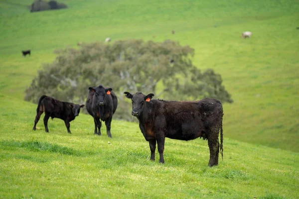 Primer Plano Los Toros Stud Beef Las Vacas Que Pastan —  Fotos de Stock