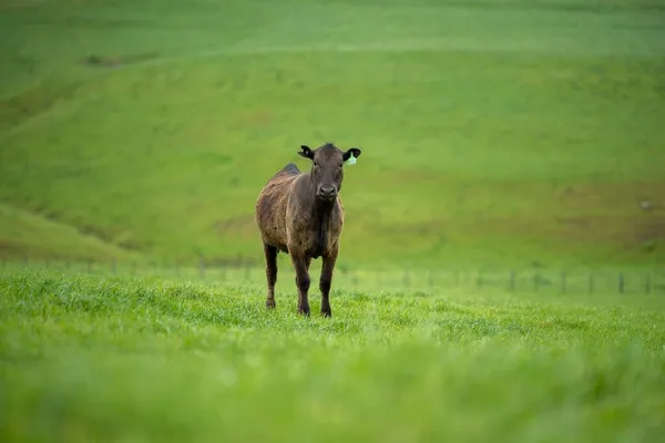 오스트레일리아의 밭에서 소들의 건초와 명주를 먹는다 얼룩무늬 회오리 회색곰 회색곰 — 스톡 사진
