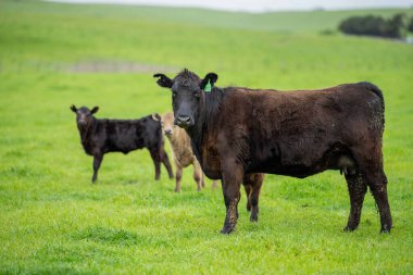 Avustralya 'da bir tarlada otlayan damızlık sığır ve sığırların yakınına. saman ve tohum yiyorlar. Türleri arasında benekli park, Murray Grey, Angus, Brangus ve Wagyu bulunur..