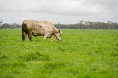 Avustralya 'da bir tarlada otlayan damızlık sığır ve sığırların yakınına. saman ve tohum yiyorlar. Türleri arasında benekli park, Murray Grey, Angus, Brangus ve Wagyu bulunur..