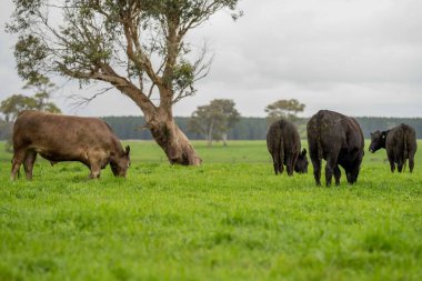 Avustralya 'da bir tarlada otlayan damızlık sığır ve sığırların yakınına. saman ve tohum yiyorlar. Türleri arasında benekli park, Murray Grey, Angus, Brangus ve Wagyu bulunur..