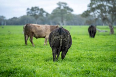 Avustralya 'da bir tarlada otlayan damızlık sığır ve sığırların yakınına. saman ve tohum yiyorlar. Türleri arasında benekli park, Murray Grey, Angus, Brangus ve Wagyu bulunur..