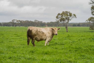 Avustralya 'da bir tarlada otlayan damızlık sığır ve sığırların yakınına. saman ve tohum yiyorlar. Türleri arasında benekli park, Murray Grey, Angus, Brangus ve Wagyu bulunur..