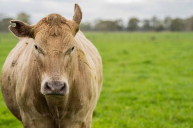 Avustralya 'da bir tarlada otlayan damızlık sığır ve sığırların yakınına. saman ve tohum yiyorlar. Türleri arasında benekli park, Murray Grey, Angus, Brangus ve Wagyu bulunur..