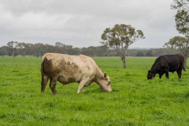 Avustralya 'da bir tarlada otlayan damızlık sığır ve sığırların yakınına. saman ve tohum yiyorlar. Türleri arasında benekli park, Murray Grey, Angus, Brangus ve Wagyu bulunur..