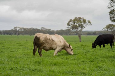 Avustralya 'da bir tarlada otlayan damızlık sığır ve sığırların yakınına. saman ve tohum yiyorlar. Türleri arasında benekli park, Murray Grey, Angus, Brangus ve Wagyu bulunur..