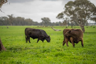 Avustralya 'da bir tarlada otlayan damızlık sığır ve sığırların yakınına. saman ve tohum yiyorlar. Türleri arasında benekli park, Murray Grey, Angus, Brangus ve Wagyu bulunur..