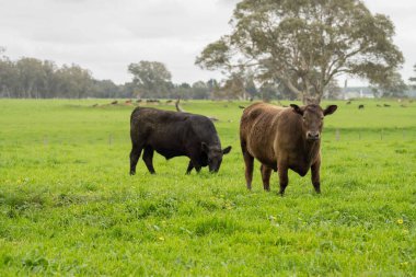 Avustralya 'da bir tarlada otlayan damızlık sığır ve sığırların yakınına. saman ve tohum yiyorlar. Türleri arasında benekli park, Murray Grey, Angus, Brangus ve Wagyu bulunur..