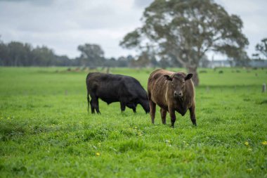 Avustralya 'da bir tarlada otlayan damızlık sığır ve sığırların yakınına. saman ve tohum yiyorlar. Türleri arasında benekli park, Murray Grey, Angus, Brangus ve Wagyu bulunur..