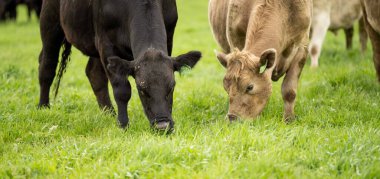 Avustralya 'da bir tarlada otlayan damızlık sığır ve sığırların yakınına. saman ve tohum yiyorlar. Türleri arasında benekli park, Murray Grey, Angus, Brangus ve Wagyu bulunur..