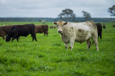 Avustralya 'da bir tarlada otlayan damızlık sığır ve sığırların yakınına. saman ve tohum yiyorlar. Türleri arasında benekli park, Murray Grey, Angus, Brangus ve Wagyu bulunur..