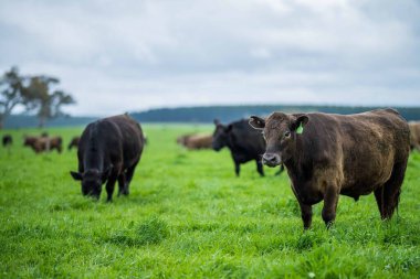 Avustralya 'da bir tarlada otlayan damızlık sığır ve sığırların yakınına. saman ve tohum yiyorlar. Türleri arasında benekli park, Murray Grey, Angus, Brangus ve Wagyu bulunur..