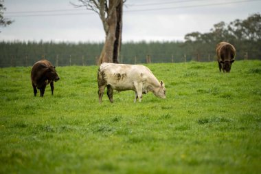Avustralya 'da bir tarlada otlayan damızlık sığır ve sığırların yakınına. saman ve tohum yiyorlar. Türleri arasında benekli park, Murray Grey, Angus, Brangus ve Wagyu bulunur..
