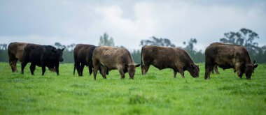 Avustralya 'da bir tarlada otlayan damızlık sığır ve sığırların yakınına. saman ve tohum yiyorlar. Türleri arasında benekli park, Murray Grey, Angus, Brangus ve Wagyu bulunur..