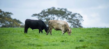 Avustralya 'da bir tarlada otlayan damızlık sığır ve sığırların yakınına. saman ve tohum yiyorlar. Türleri arasında benekli park, Murray Grey, Angus, Brangus ve Wagyu bulunur..