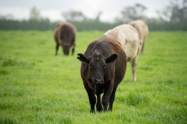 Avustralya 'da bir tarlada otlayan damızlık sığır ve sığırların yakınına. saman ve tohum yiyorlar. Türleri arasında benekli park, Murray Grey, Angus, Brangus ve Wagyu bulunur..