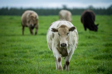 Avustralya 'da bir tarlada otlayan damızlık sığır ve sığırların yakınına. saman ve tohum yiyorlar. Türleri arasında benekli park, Murray Grey, Angus, Brangus ve Wagyu bulunur..