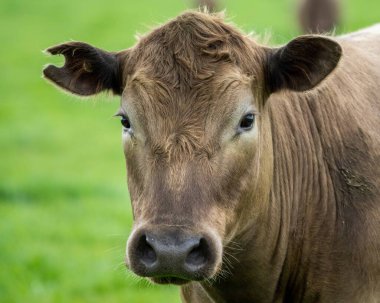 Avustralya 'da bir tarlada otlayan damızlık sığır ve sığırların yakınına. saman ve tohum yiyorlar. Türleri arasında benekli park, Murray Grey, Angus, Brangus ve Wagyu bulunur..