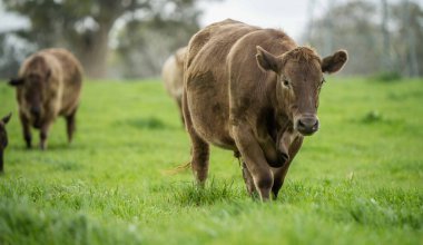 Avustralya 'da bir tarlada otlayan damızlık sığır ve sığırların yakınına. saman ve tohum yiyorlar. Türleri arasında benekli park, Murray Grey, Angus, Brangus ve Wagyu bulunur..