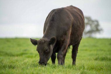 Avustralya 'da bir tarlada otlayan damızlık sığır ve sığırların yakınına. saman ve tohum yiyorlar. Türleri arasında benekli park, Murray Grey, Angus, Brangus ve Wagyu bulunur..