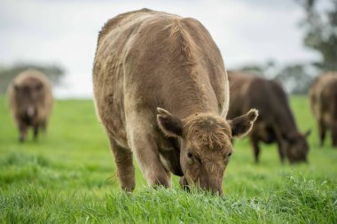 Avustralya 'da bir tarlada otlayan damızlık sığır ve sığırların yakınına. saman ve tohum yiyorlar. Türleri arasında benekli park, Murray Grey, Angus, Brangus ve Wagyu bulunur..