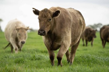 Avustralya 'da bir çayırda otlayan ineklerin yakınına.