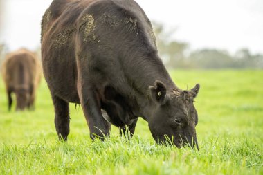 Avustralya 'da bir çayırda otlayan ineklerin yakınına.