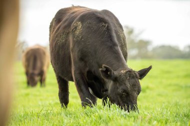 Avustralya 'da bir çayırda otlayan ineklerin yakınına.