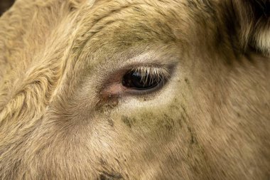 Avustralya 'da bir çayırda otlayan ineklerin yakınına.
