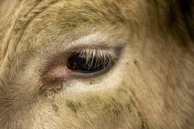 Avustralya 'da bir çayırda otlayan ineklerin yakınına.